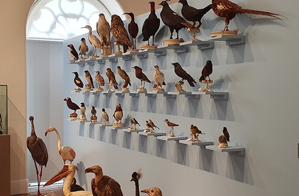 collection taxidermies